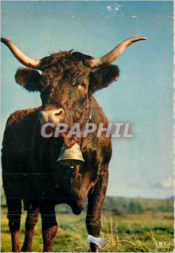 CPM Paturages en Auvergne Vache