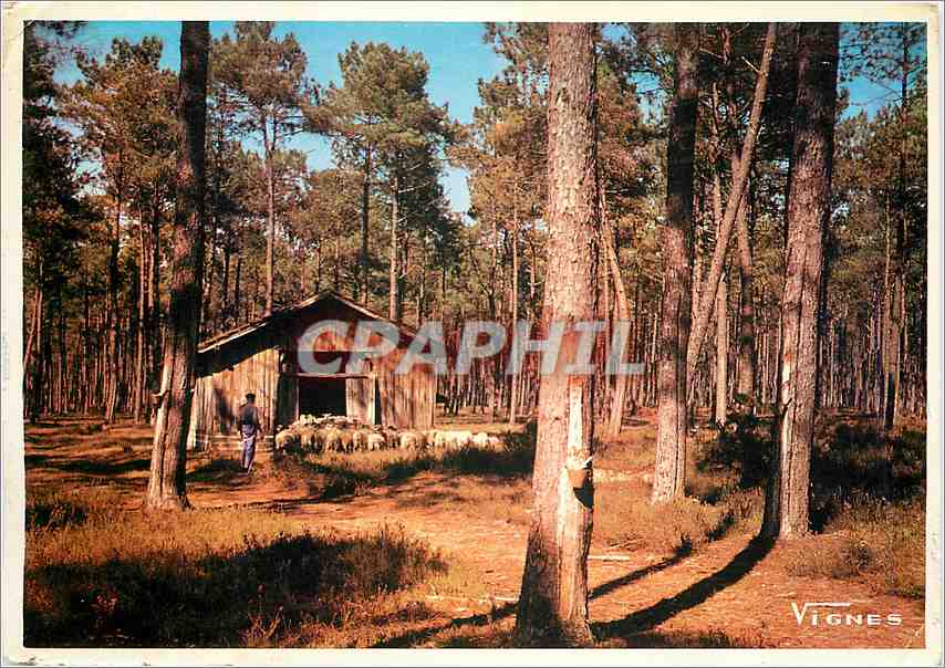 CPM Paysage de Landes Moutons retrant a la Bergerie
