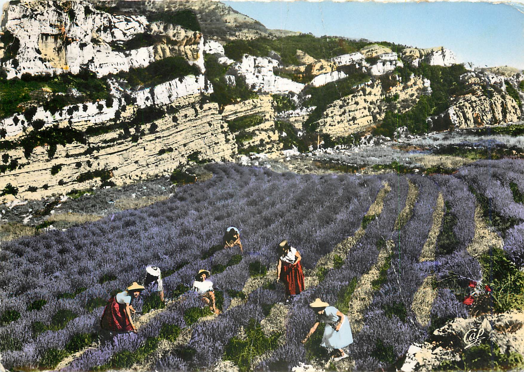 CPM la Cote d'Azur La Cueillette de la Lavande