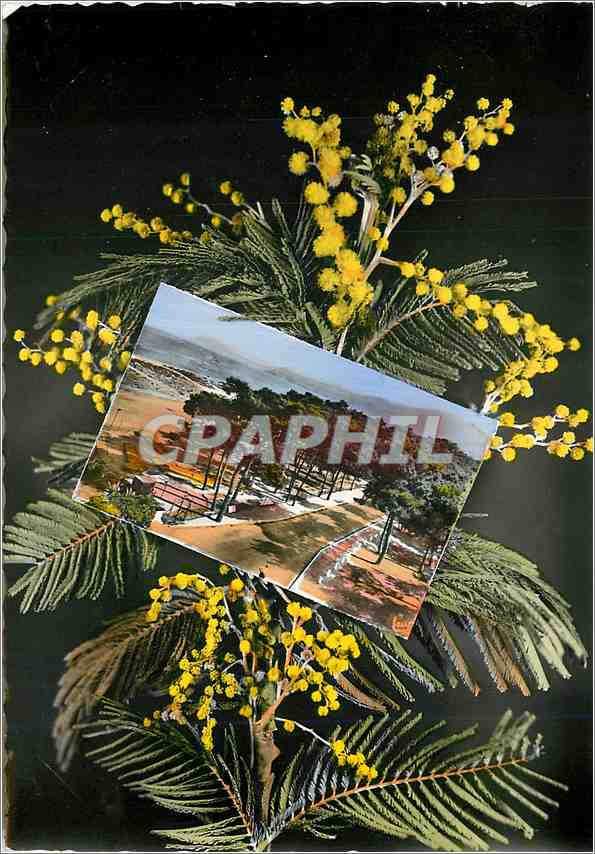 CPM La Cote Vermeille Argeles sur Mer (P O)