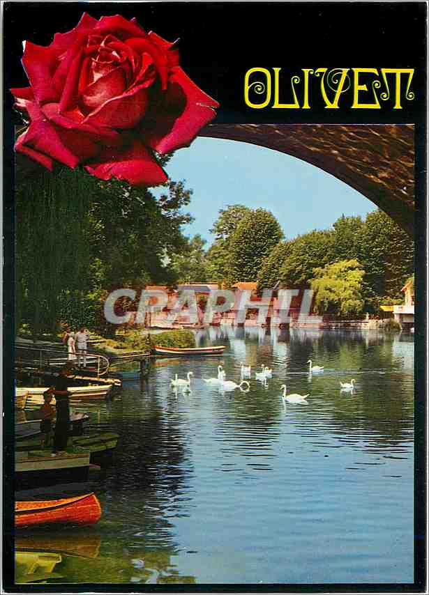 CPM Olivet (Loiret) Les bords du Loiret Cygnes