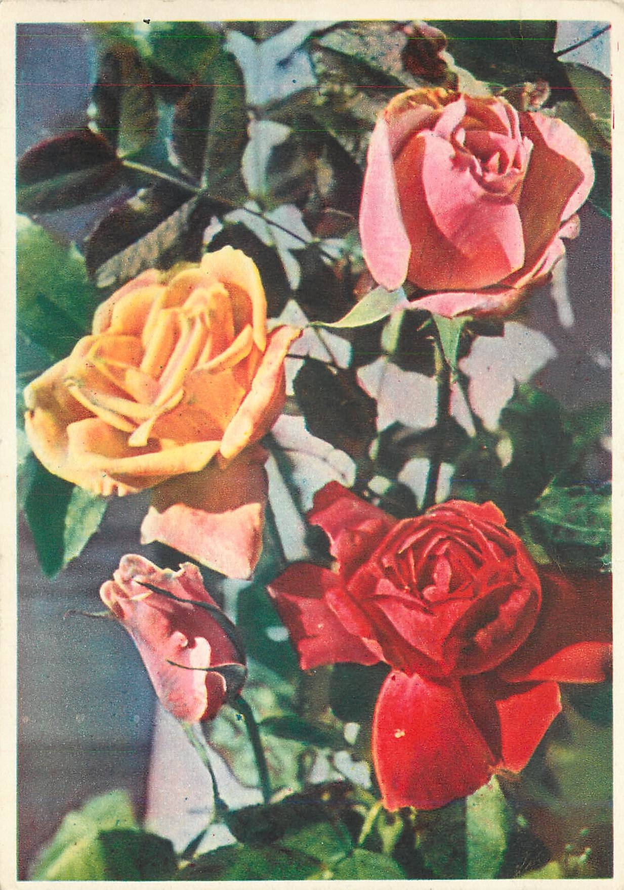 CPM Fleurs