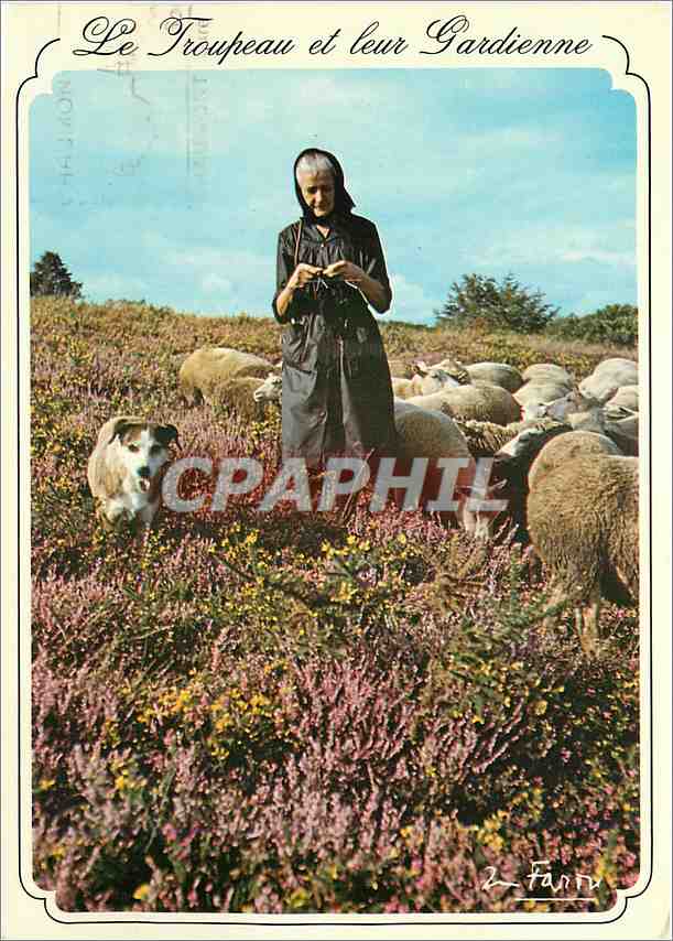 CPM Le Toupeau et leur Gardienne Chien Moutons