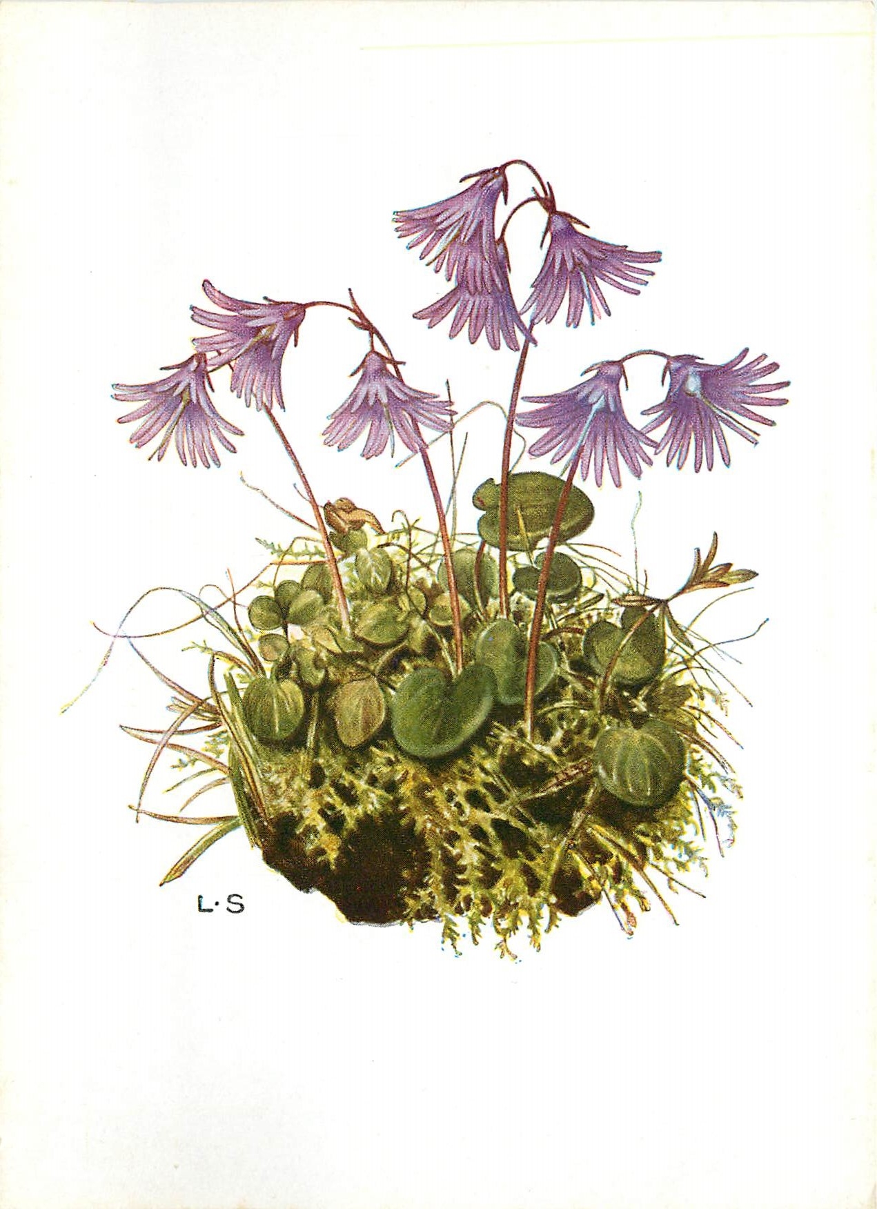 CPM Lilly Scherbauer Soldanellen Soldanella alpina
