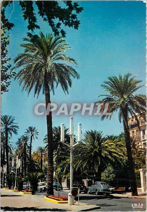 CPM Pays de la Cote d'Azur Hyeres les Palmiers (Var) Ses Belles Avenues