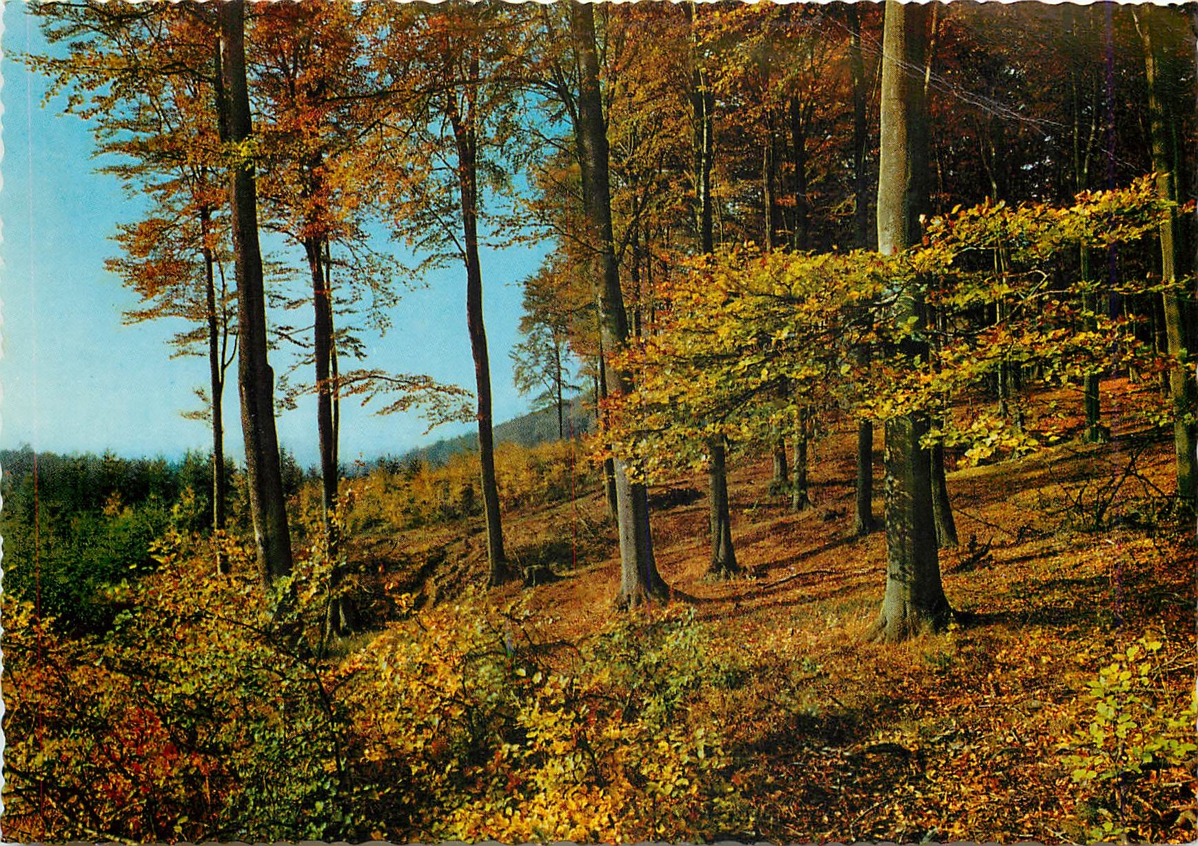 Foret