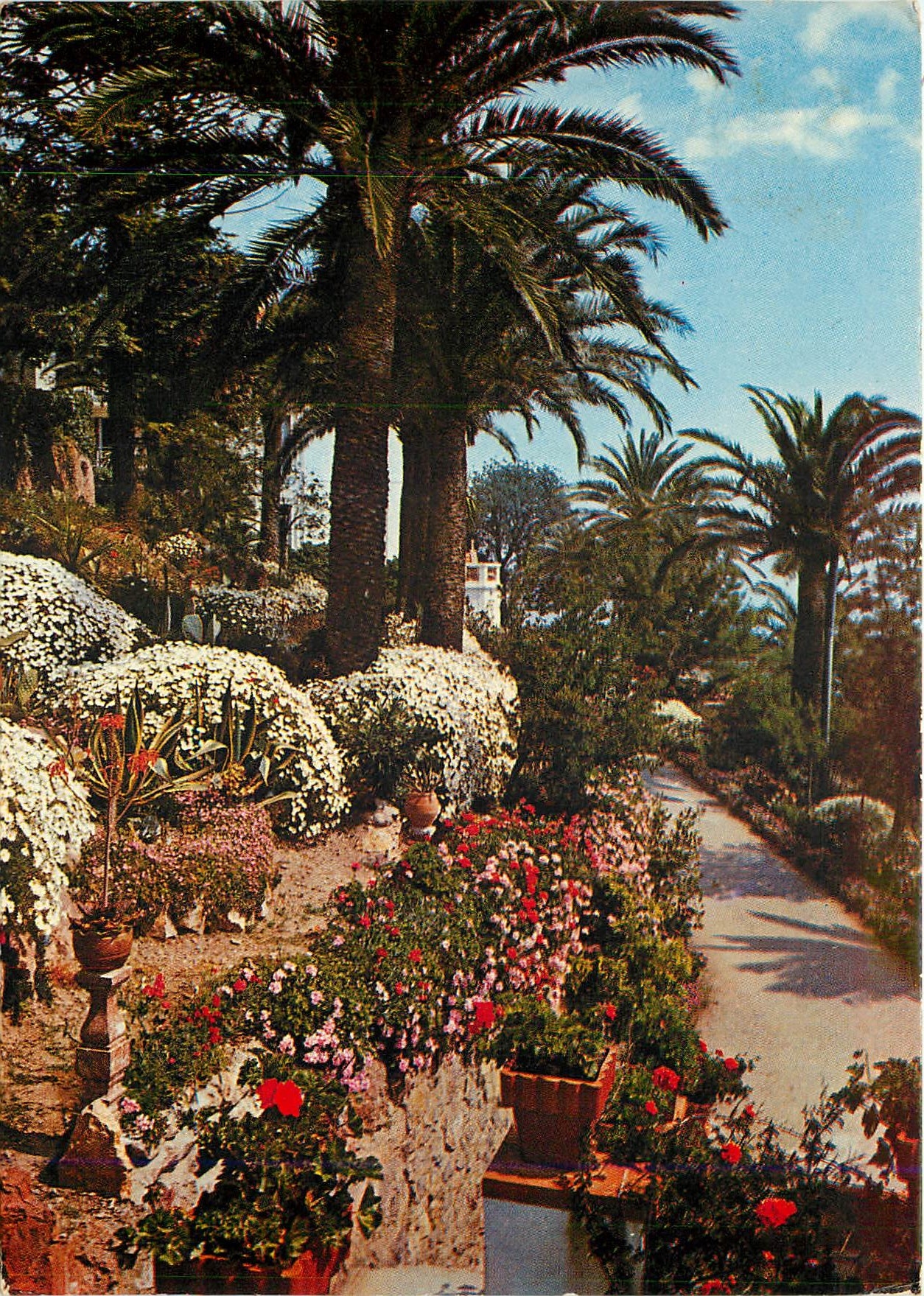 CPM La Cote d'Azur et Provence sa vegetation Mediterraneenne