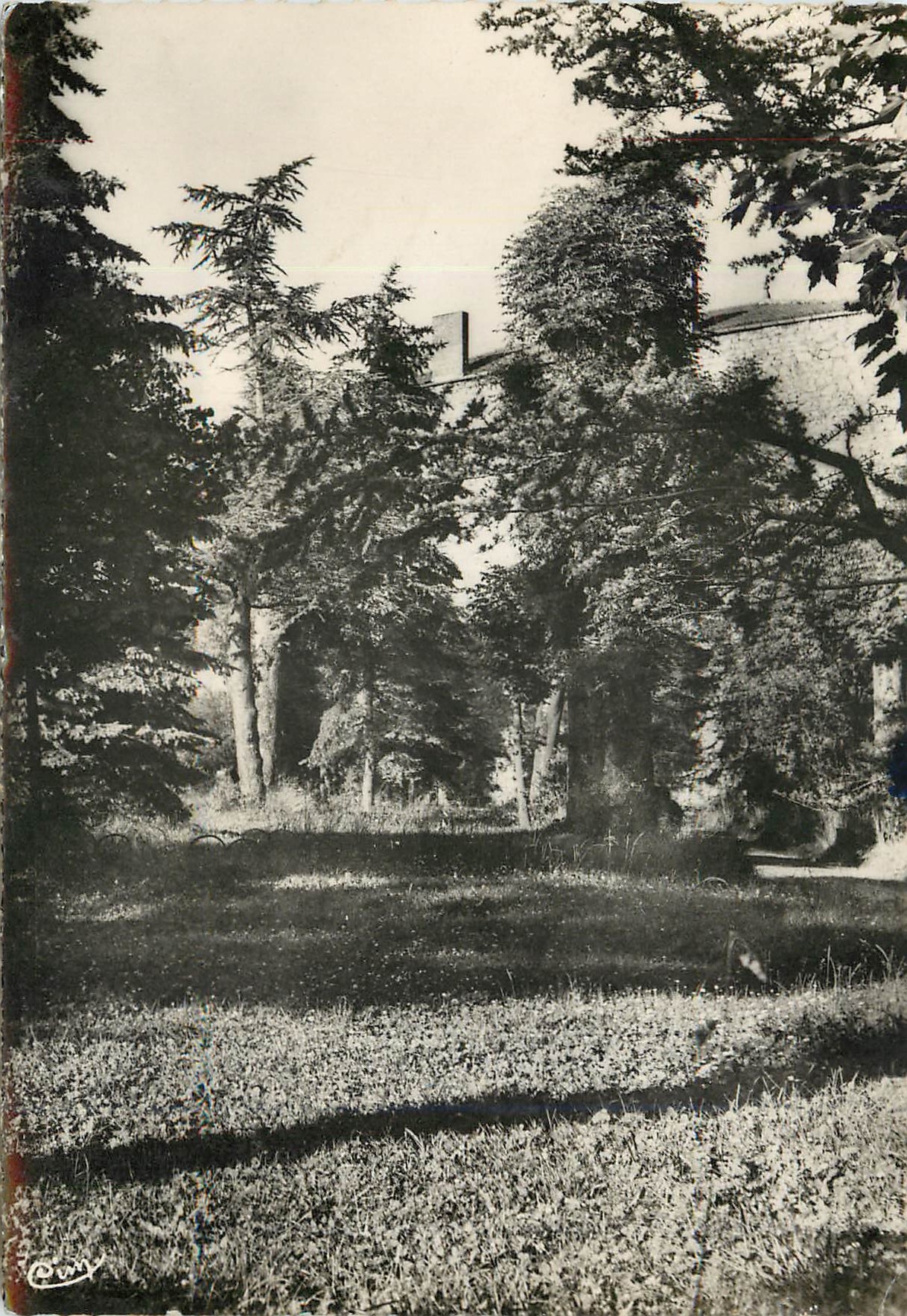 CPM Graponne sur Arzon (Hte Loire) Un sous bois
