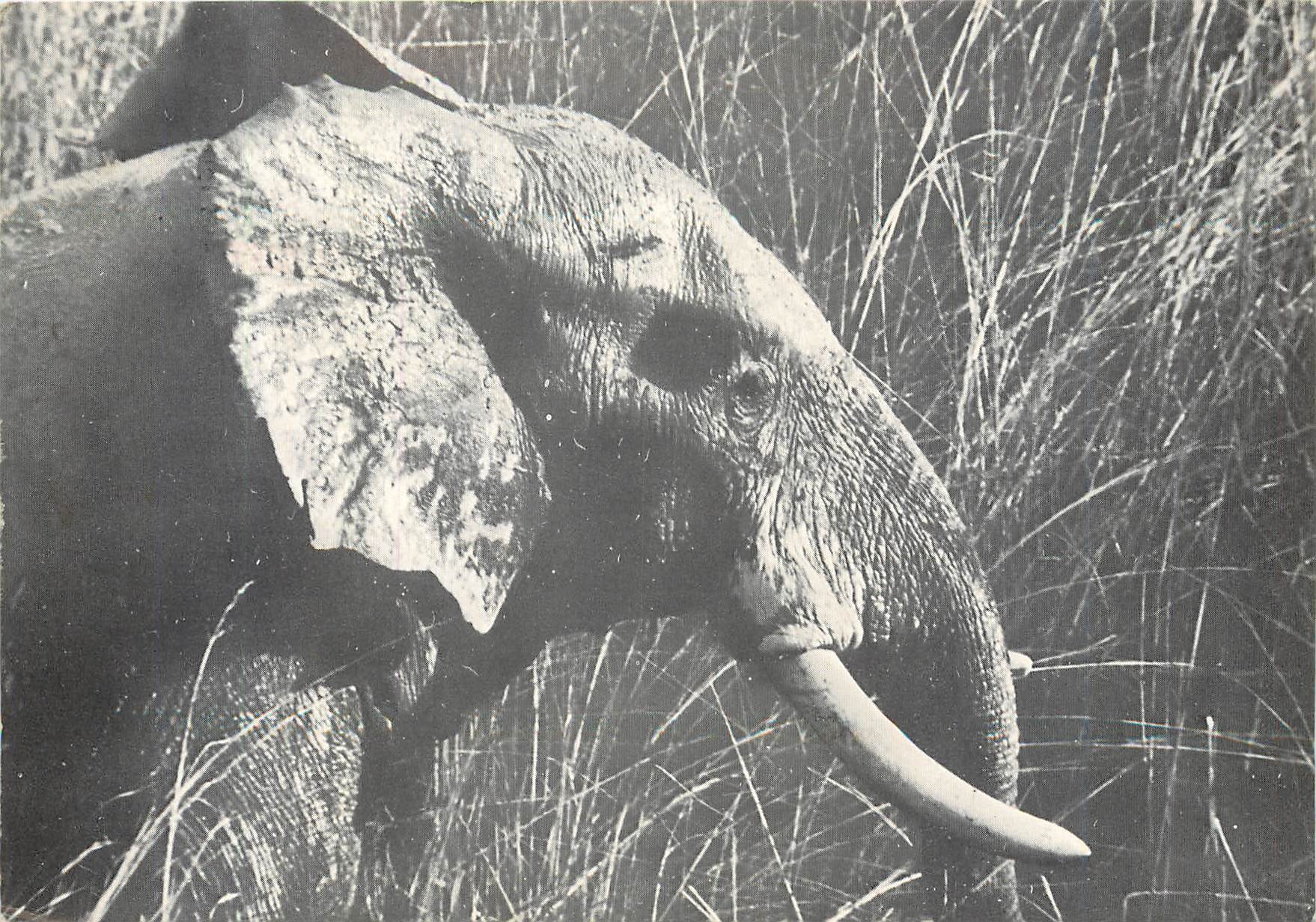 CPM Parc National du Niokolo Koba (Senegal) Elephant