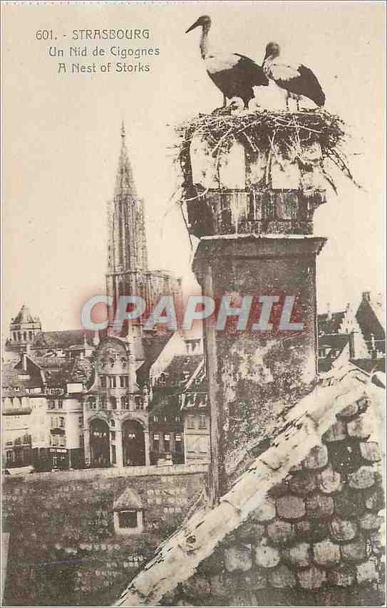 CPA Strasbourg Un Nid de Cigognes
