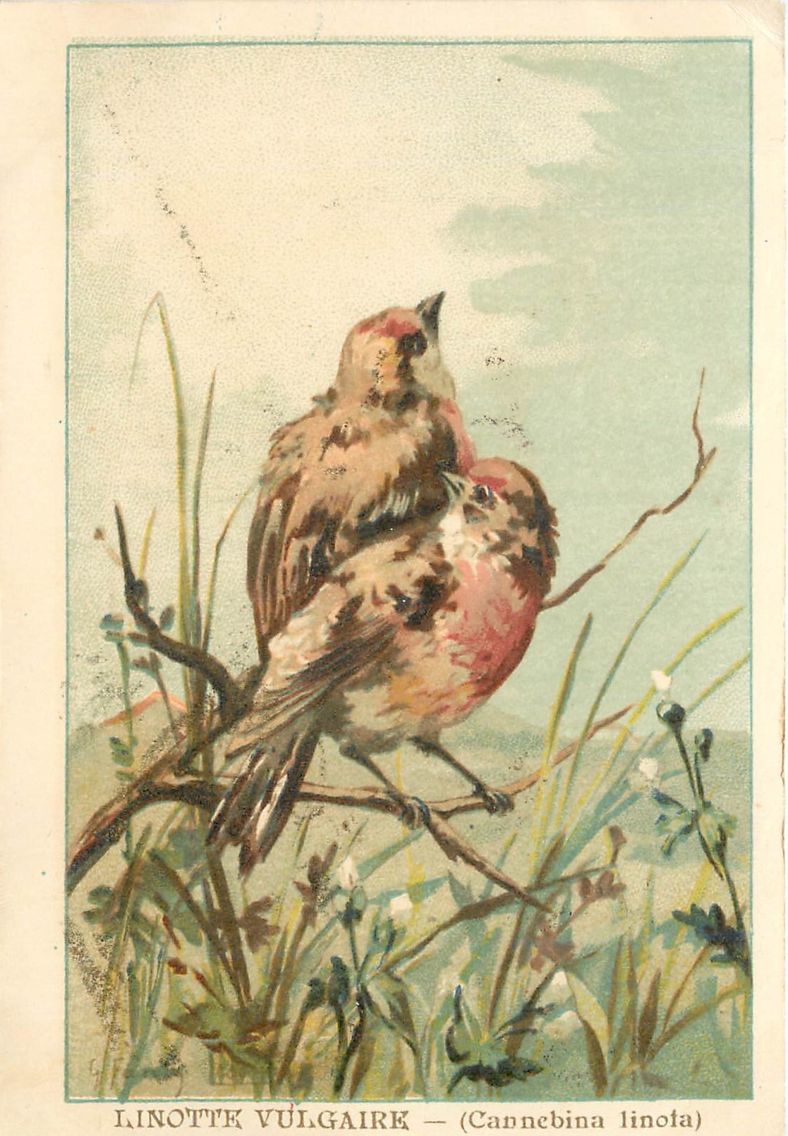 CPA Linotte Vulgaire Cannebina Linota