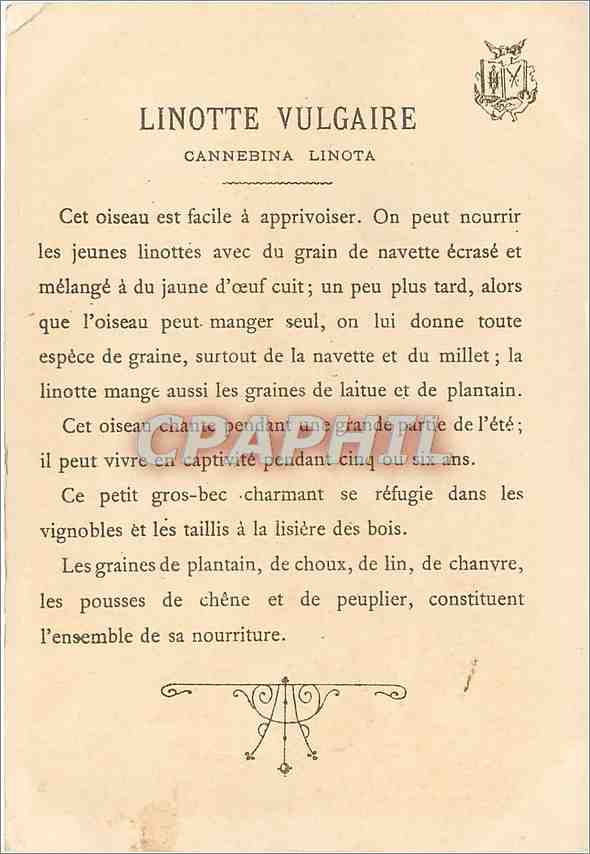 CPA Linotte Vulgaire Cannebina Linota — Rückseite