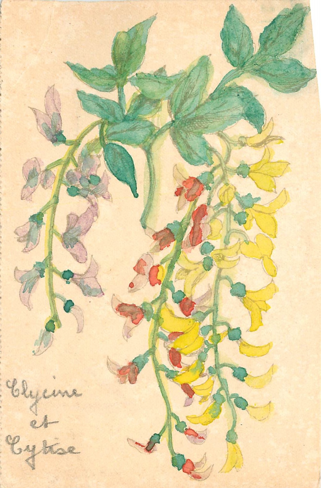 CPA Fleurs (dessin a la main)