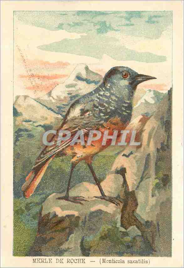 CPA Merle de Roche Monticola saxatilis 