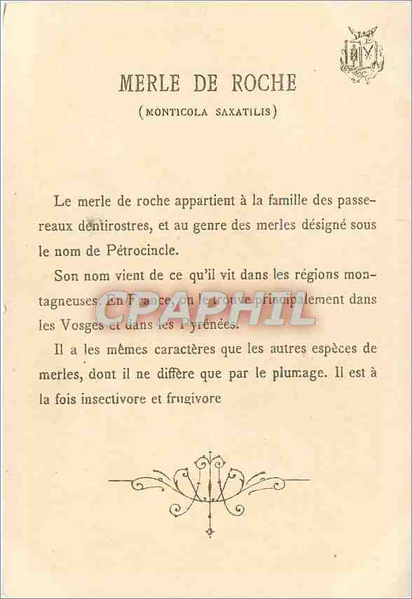 CPA Merle de Roche Monticola saxatilis  — Rückseite
