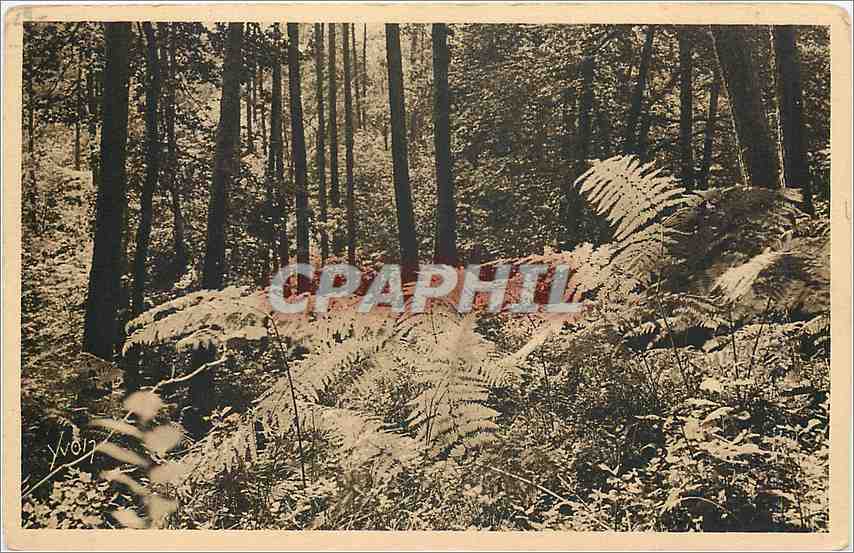 CPA Bretagne Huelgoat Finister Les Fougeres geantes de la Foret 