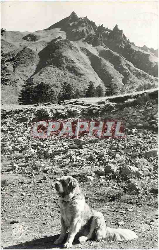 Chien de Montagne — Sancy — Reproduction Photo au bromure, éditeur L. Chatagnéou