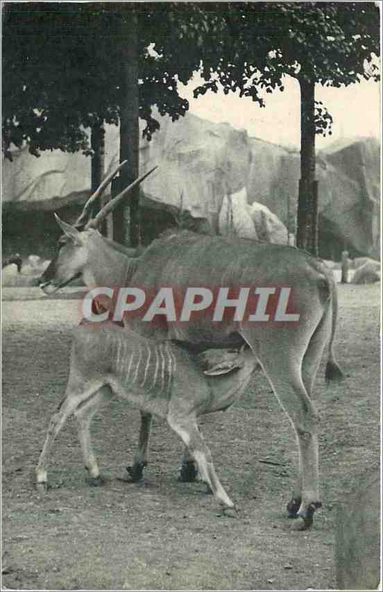 CPA Museum National d'Histoire Naturelle Parc Zoologique du Bois de Vincennes Paris 