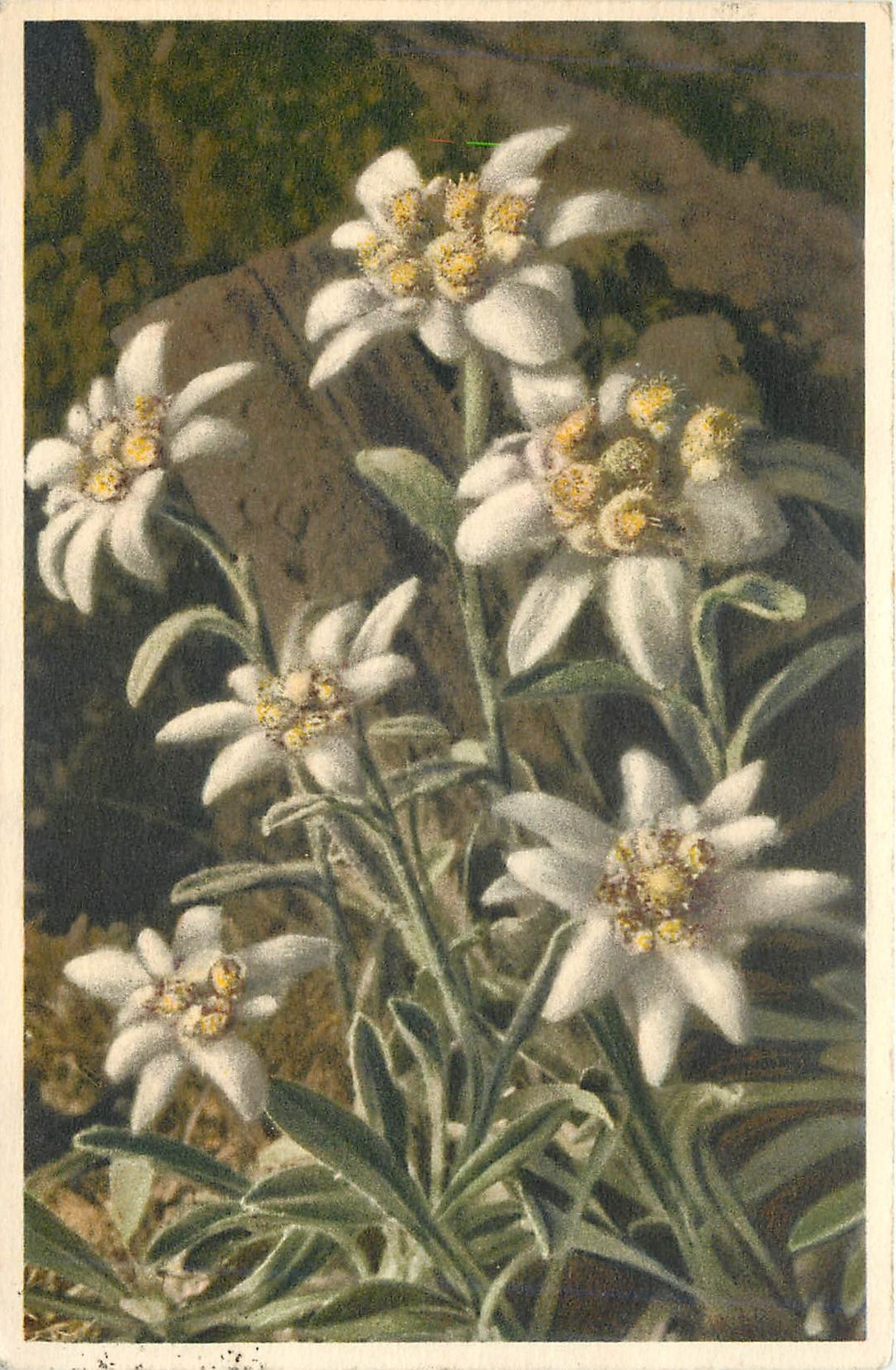 CPA Leonfopodium alpinum Edelweiss 