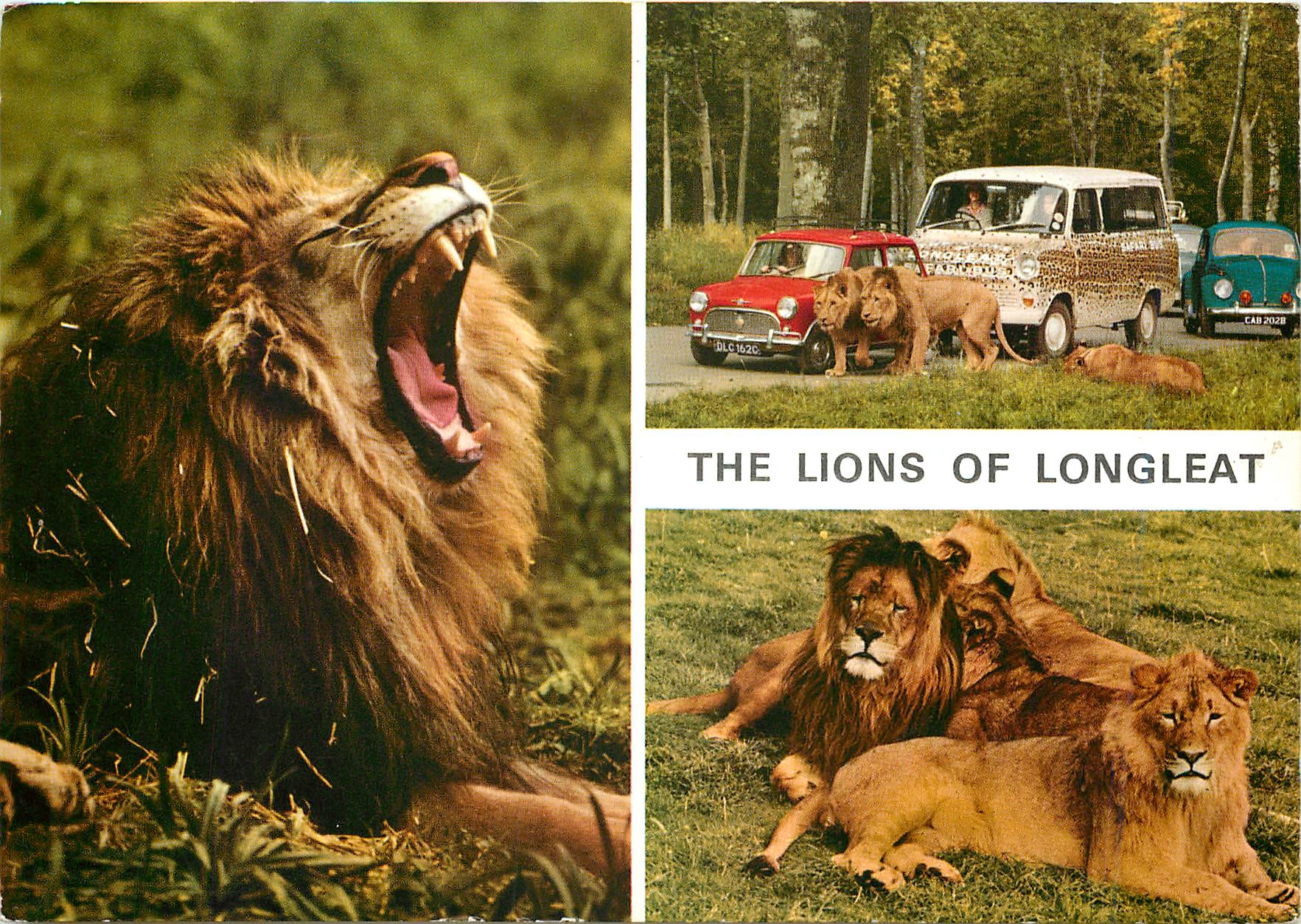 CPM The Lions of Longleat 