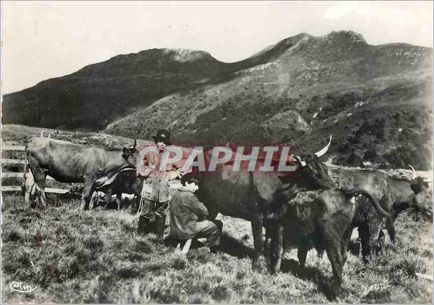 CPM Cantal Pittoresques La traite des rouges Vaches Folklore