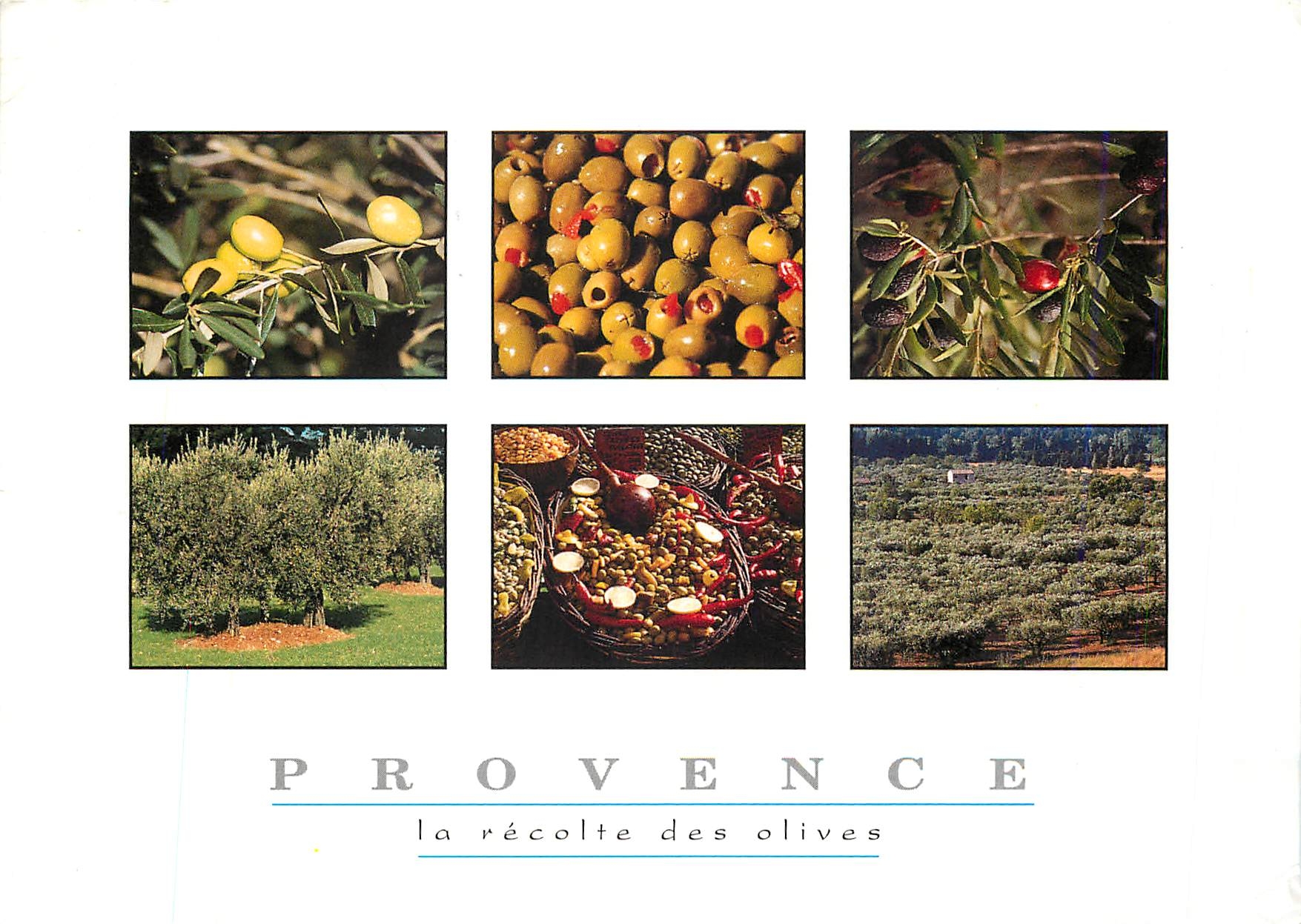 Provence — la récolte des olives — Société AJAX
