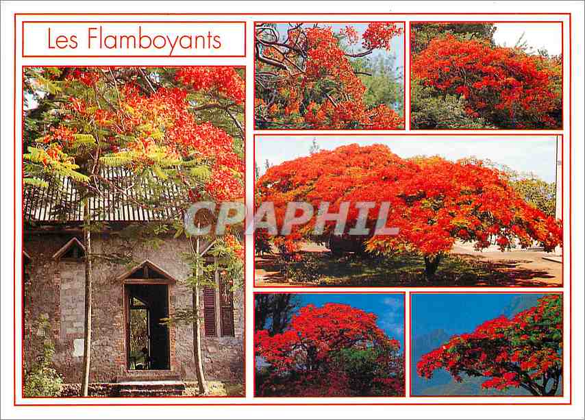 CPM Ile de la Reunion Les Flamboyants 
