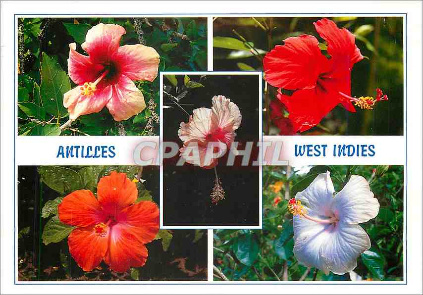 CPM Antilles West Indies Hibiscus rosa sinensis 