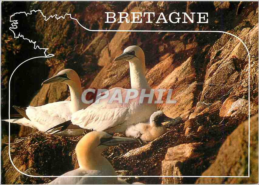 CPM Couleurs de Bretagne Couvee de fous de Bassan 