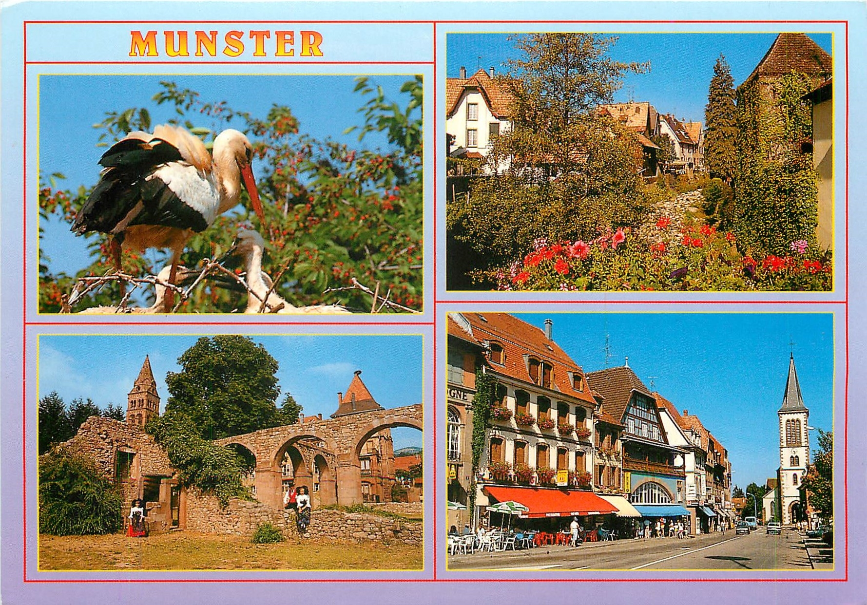 CPM Munster Ht Rhin Cigognes d'Alsace Jardin Fleurie L'Abbaye 