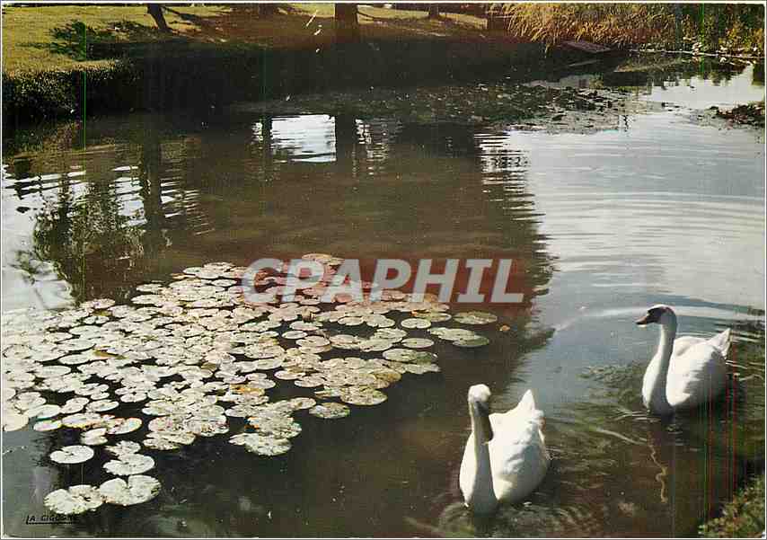 CPM Saint Paul les Dax Landes Les Jardins de la Mairie Cygnes