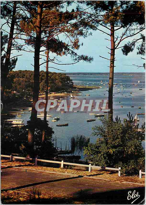 Bassin d'Arcachon — vue depuis les pins — Éditeur Elcé, n° 236