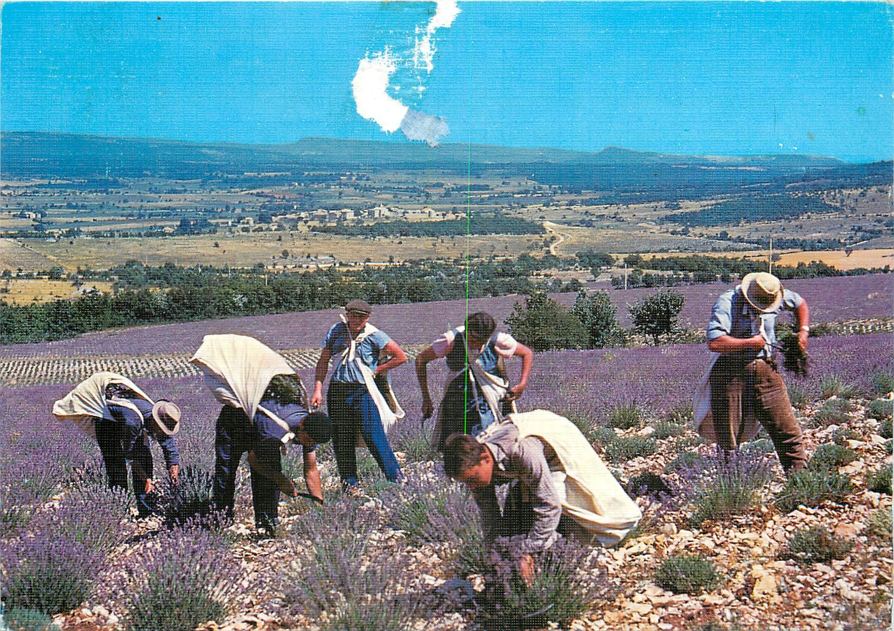 CPM Les Belles Images de Provence Coupeurs de Lavande 