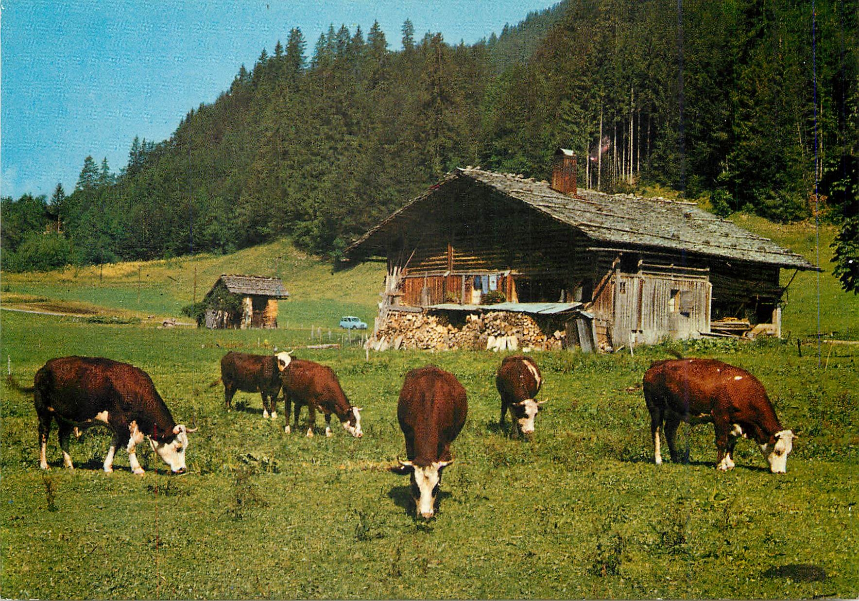 CPM Troupeau en montagne Vaches