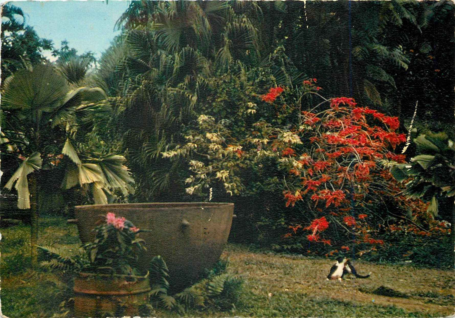 CPM Fleurs Tropicales Poinsettia Pulcherina 