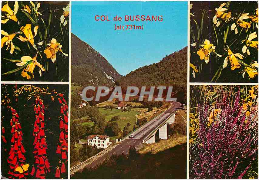 CPM Entre les Vosges et l'Alsace Col de Bussang et Fleurs vosgiennes 