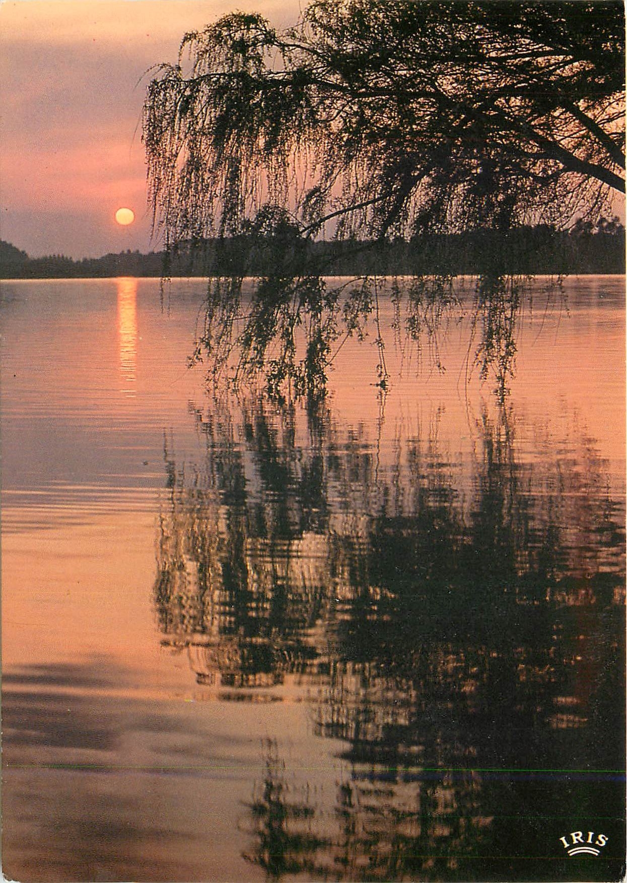 CPM L'etang reflete Profond miroir La silhouette 