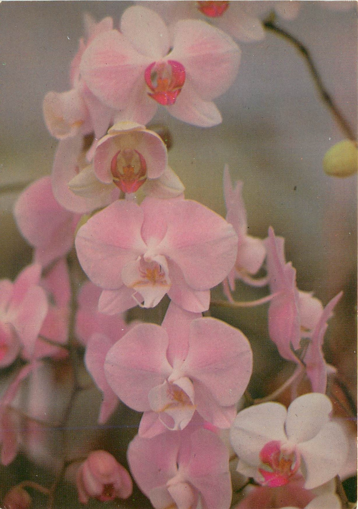 CPM Fleurs