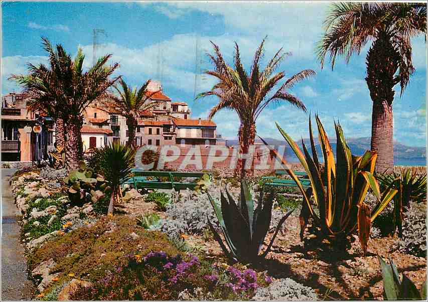 CPM Au Soleil de la Cote d'Azur Les jardins sur les remparts Antibes 