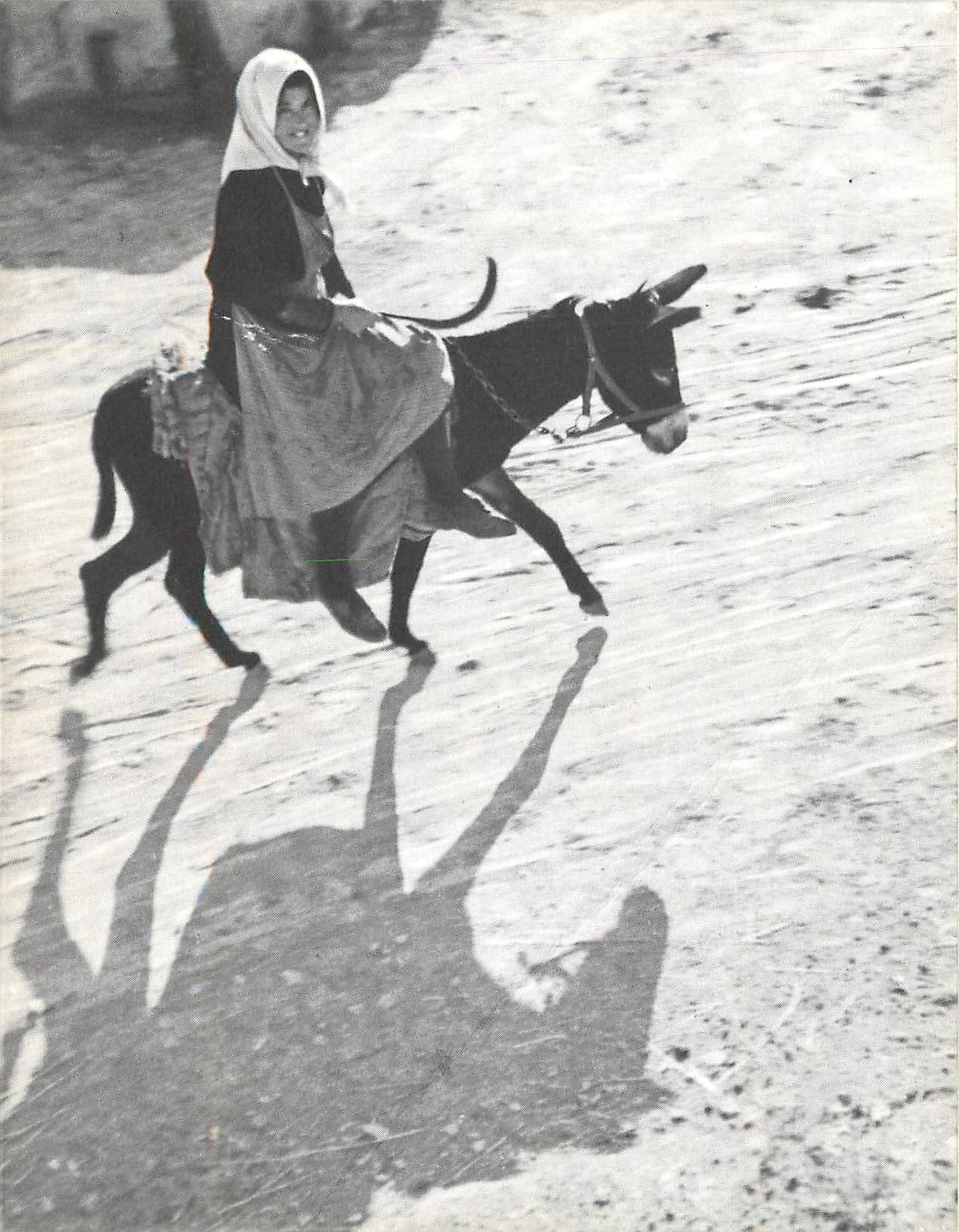 CPM Ane Mule Femme