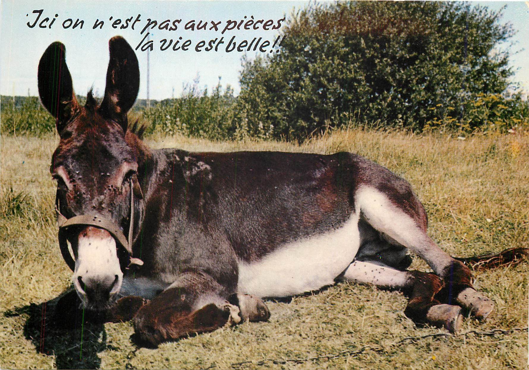 CPM Ici on n'est pas aux pieces la vie est belle Ane Mule