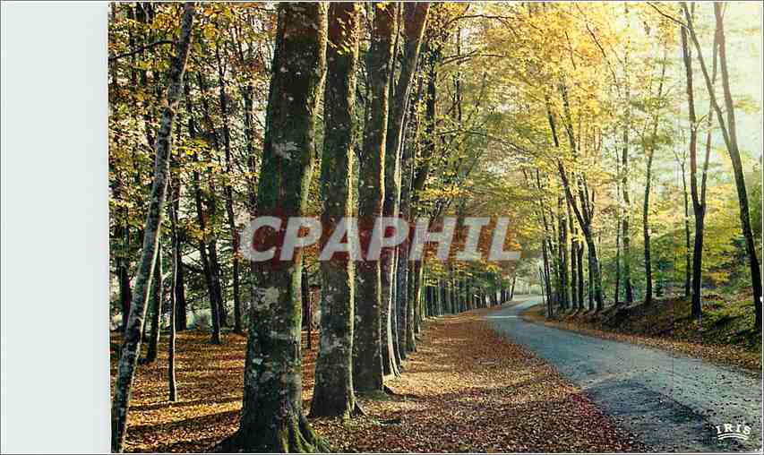 CPM Automne Voila les feuilles sans seve 