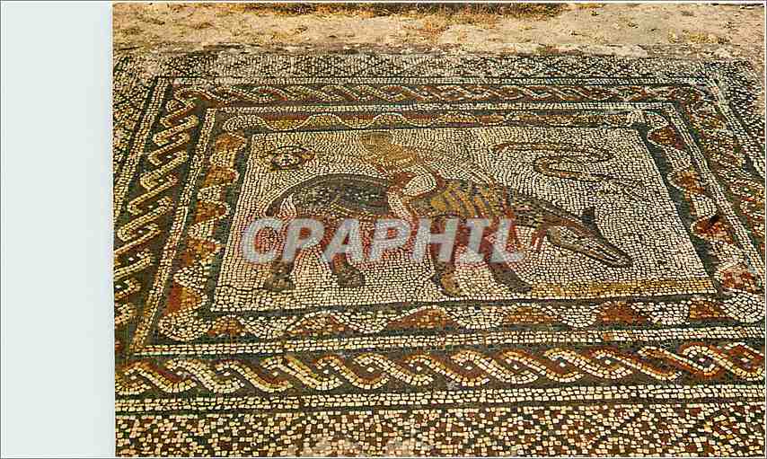 CPM Volubilis Mosaiques romains 