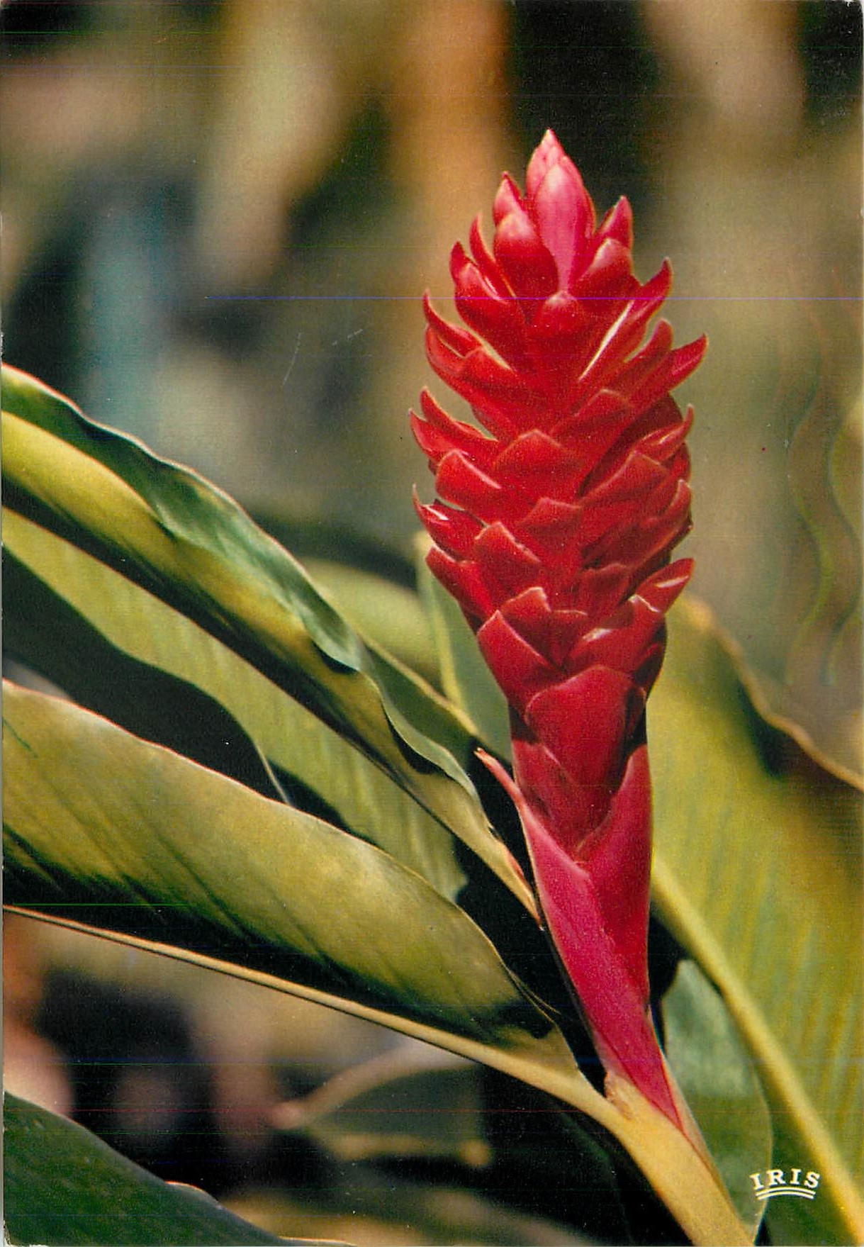 CPM Fleur Tropicale Alpinia 