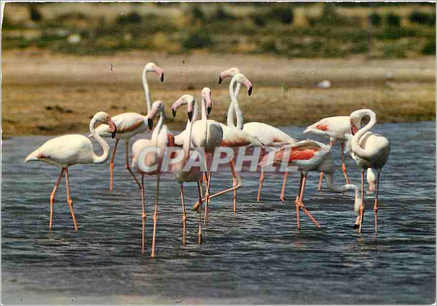 CPM En Camargue Un joli groupe de Flamants roses 