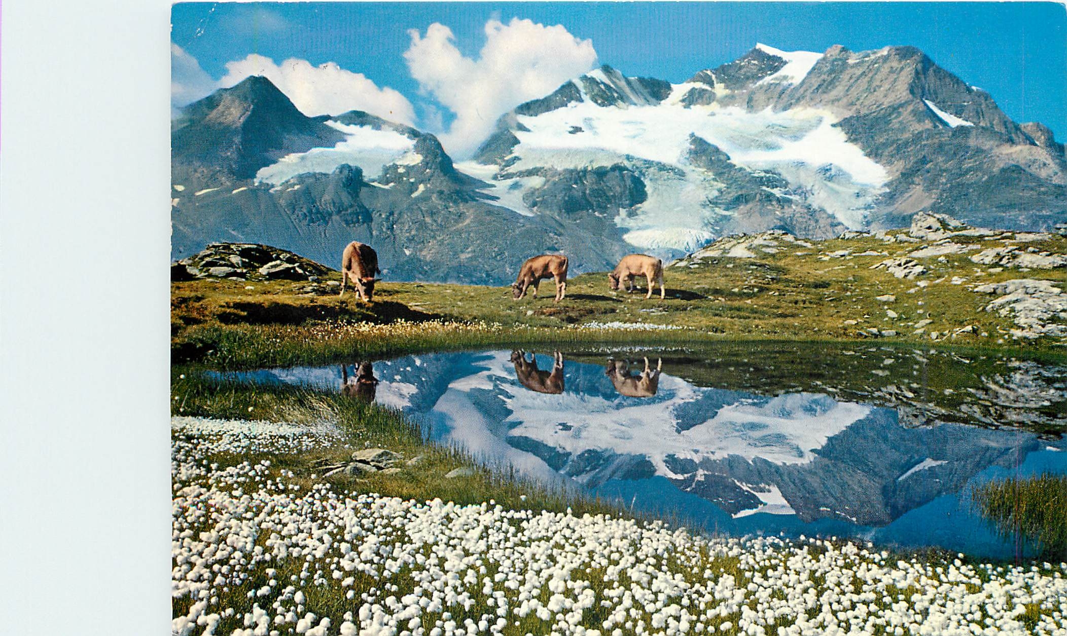 CPM Wollgras See am Berninapass mit Piz Cambrena 