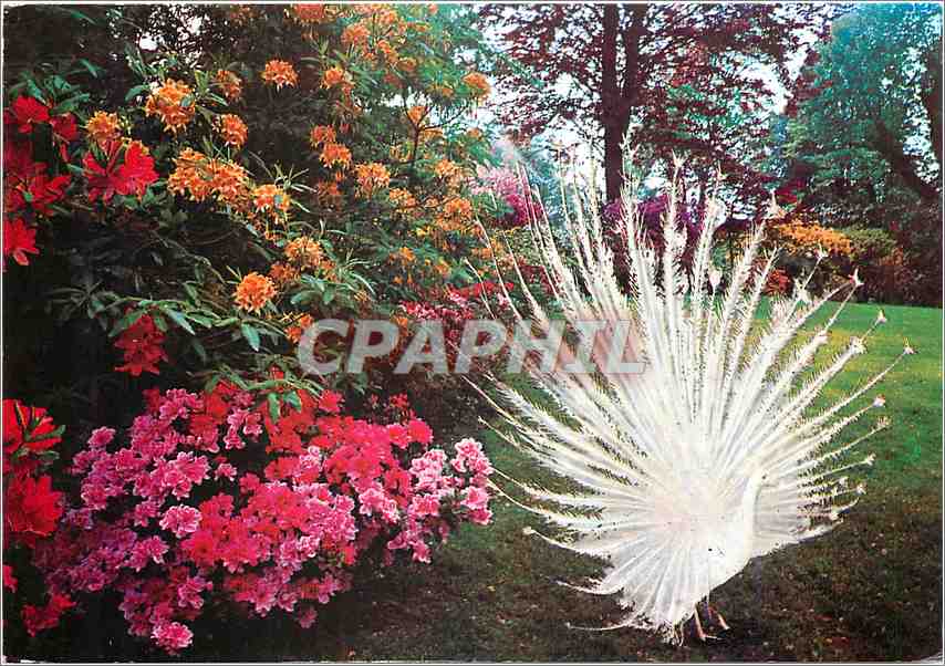CPM Giardini dell Isola Madre Lago Maggiore 