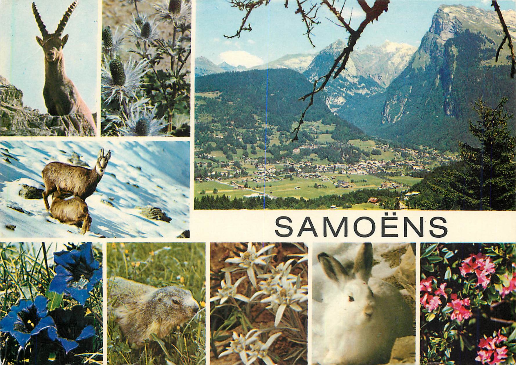 CPM Faune et Flore des Alpes Samoens Haute Savoie 