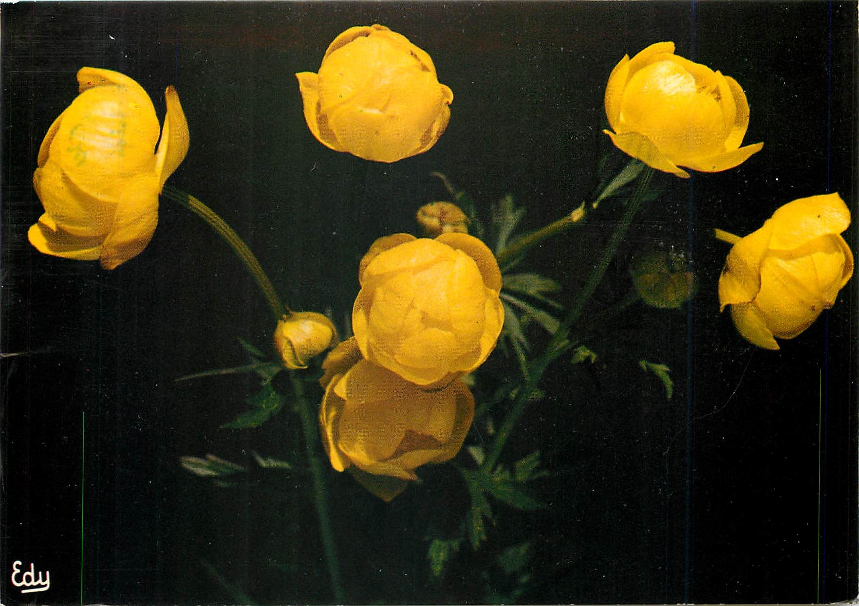 CPM Le Trole Boule d'Or Trollius Europaeus 