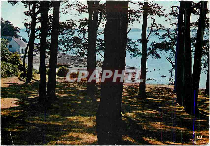 CPM L'Ile aux Moines Morbihan Le Bois d'Amour 